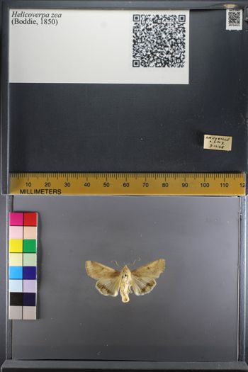 Media type: image;   Entomology 754521